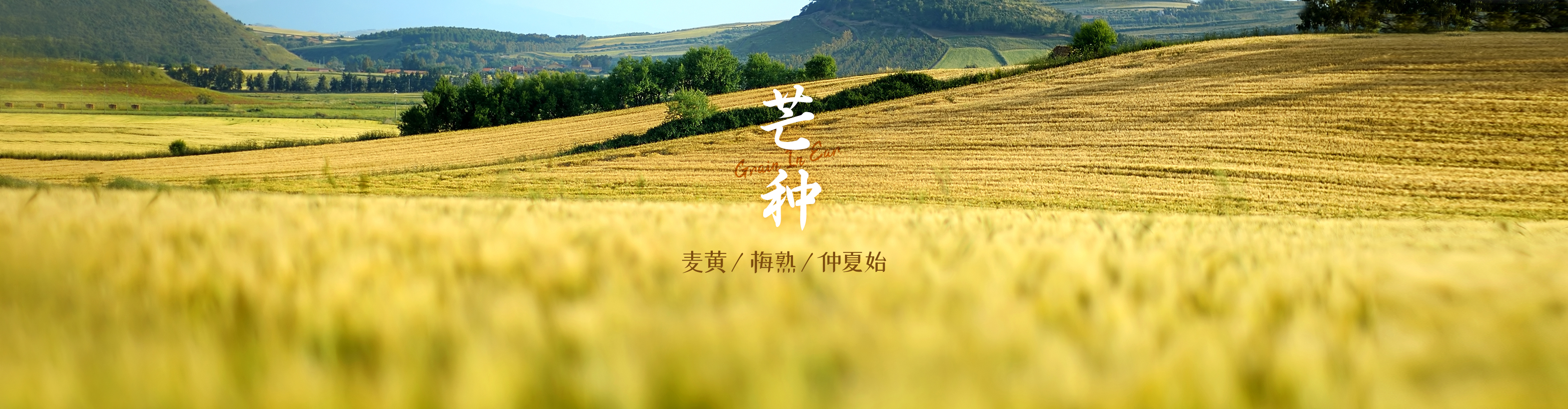 芒种